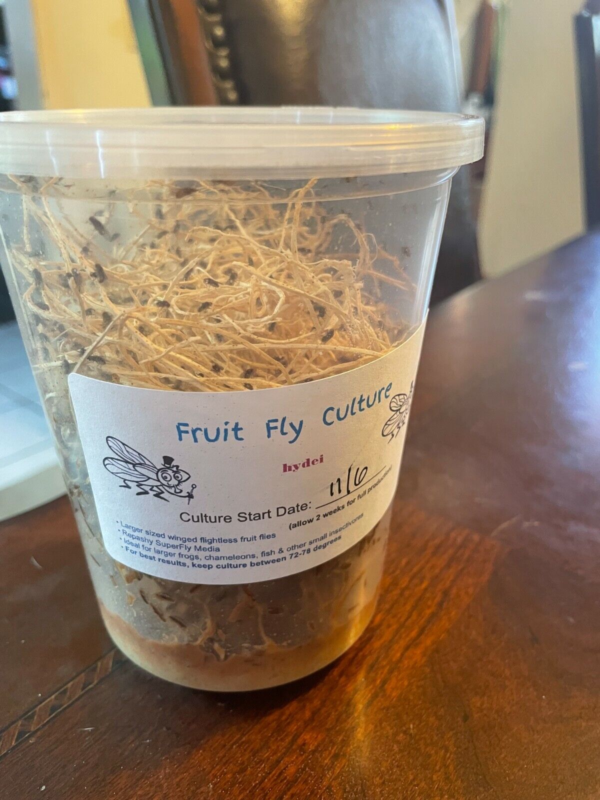 Fruit Fly Media Culture Kit w/choice of Fruit Flies Included (MAKES 6 CULTURES)