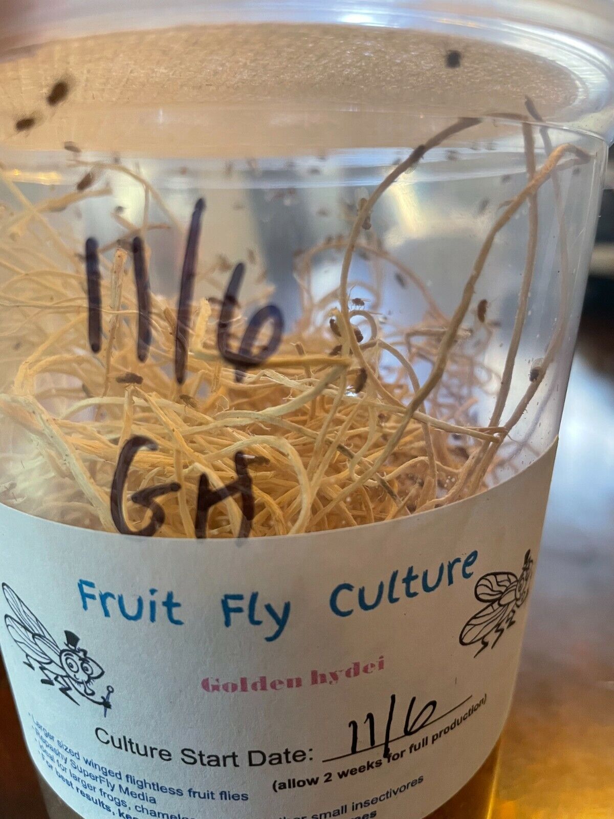 Fruit Fly Media Culture Kit w/choice of Fruit Flies Included (MAKES 6 CULTURES)