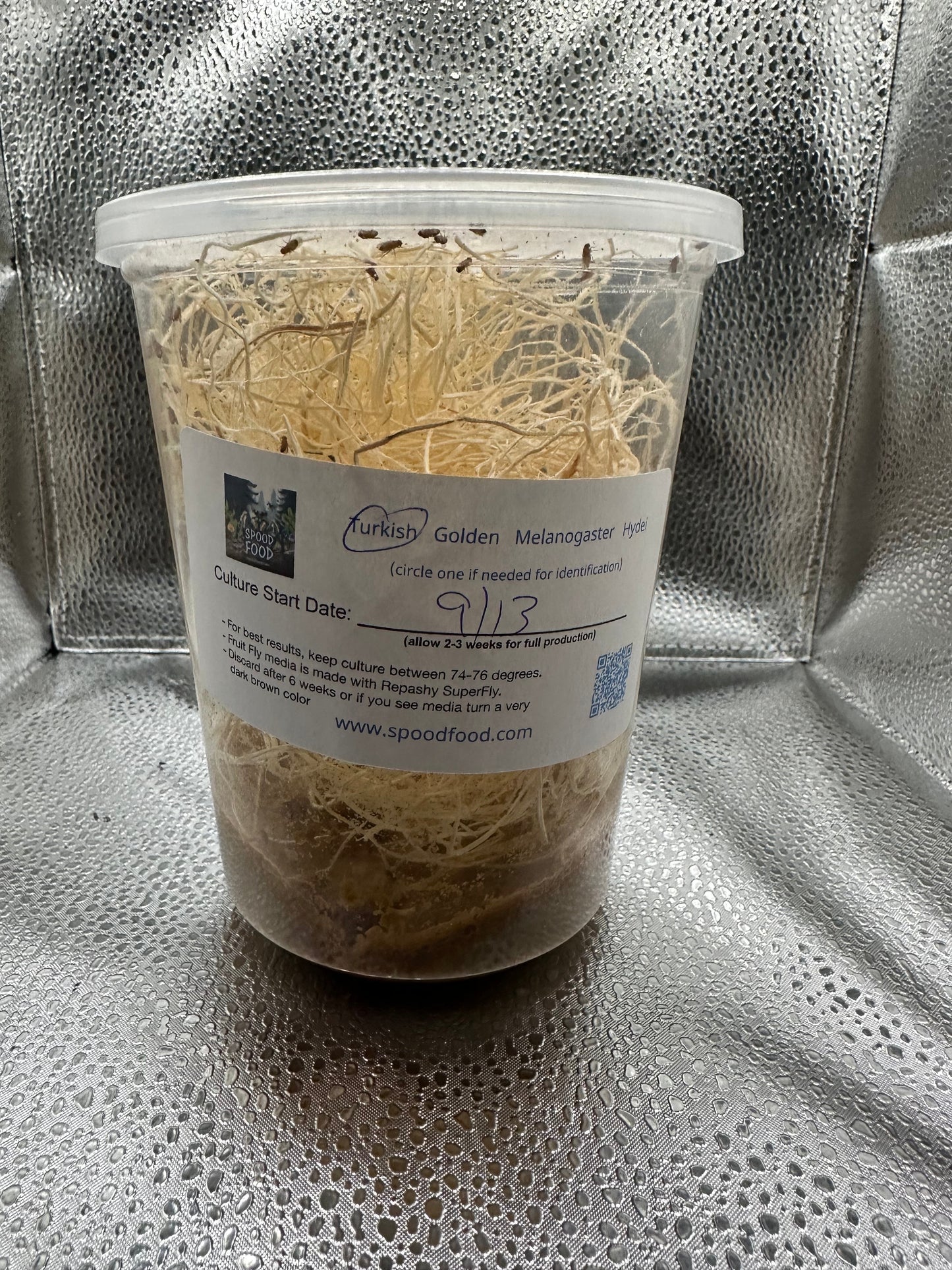 Melanogaster (Turkish Glider) LIVE Fruit Fly Culture - Free Shipping!